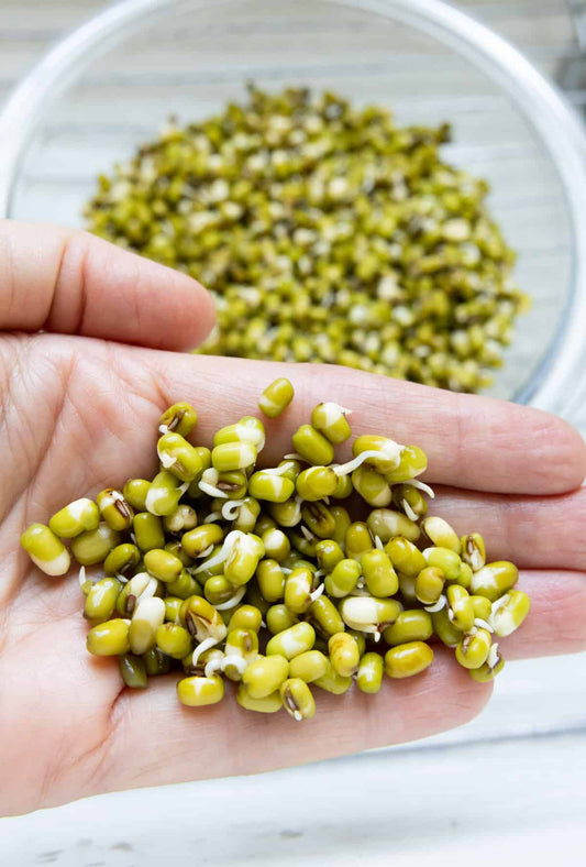 Sprouted beans mung beans on someone's hand