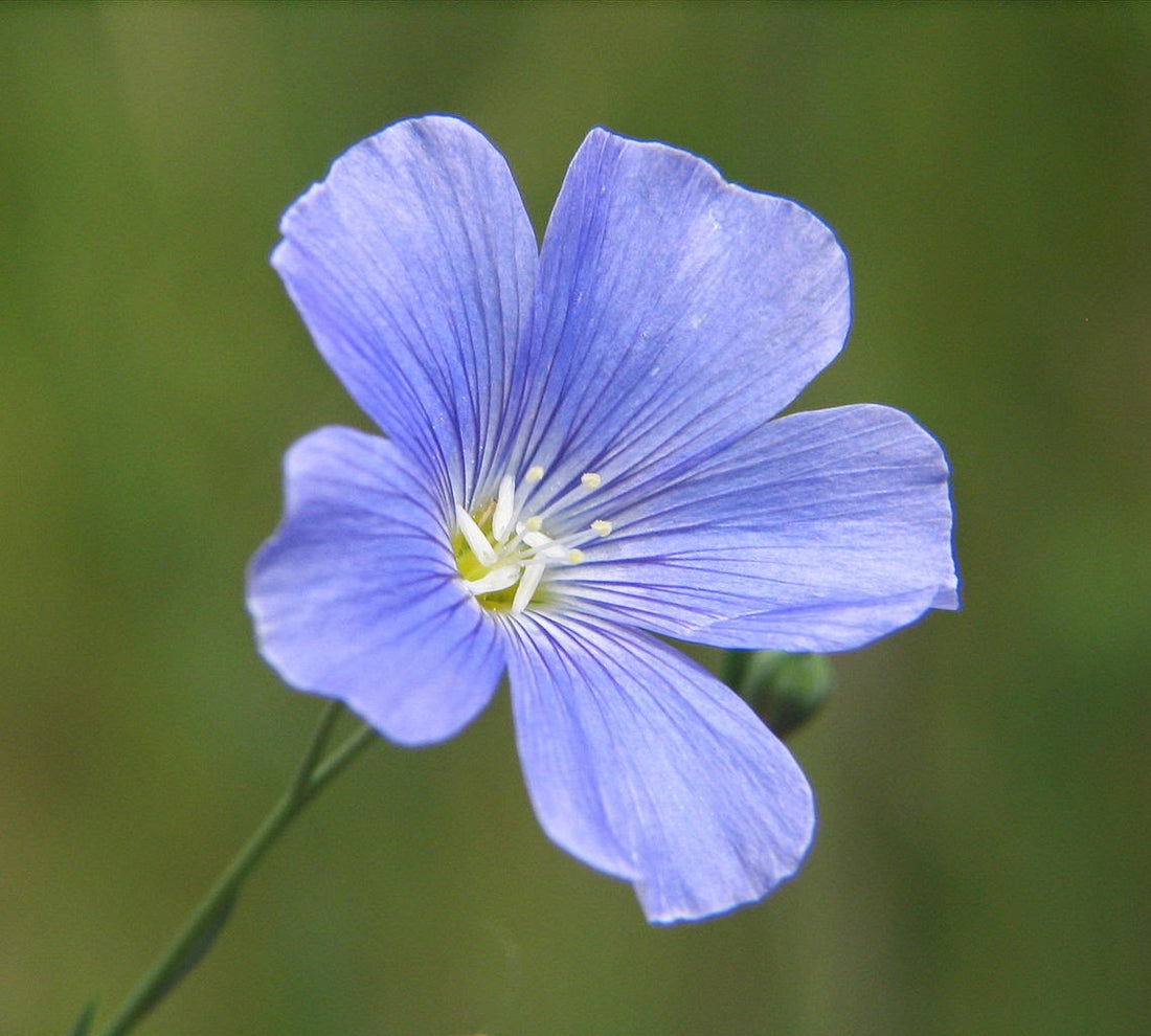 What Is Ground Flaxseed and Why Is It Good for You?