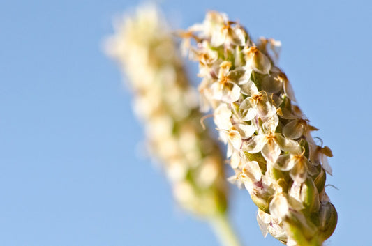 What is Psyllium Husk and Why Is It Good For You?