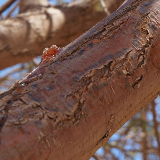 Acacia Fibre: Slow, Soluble, and Structurally Useful