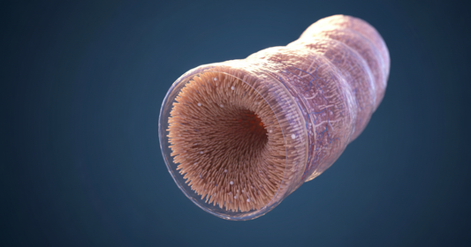 What Exactly Is Your Gut? A Friendly Tour From First Bite To Toilet Flush