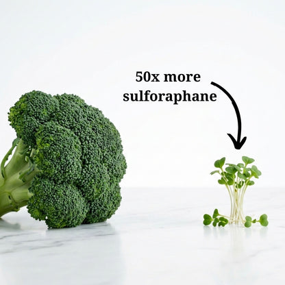 Broccoli with a smaller broccoli sprouts labeled '50x more sulforaphane' on a white background