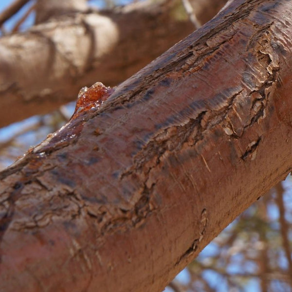 Acacia gum extracted from acacia senegal tree to form acacia fibre prebiotic
