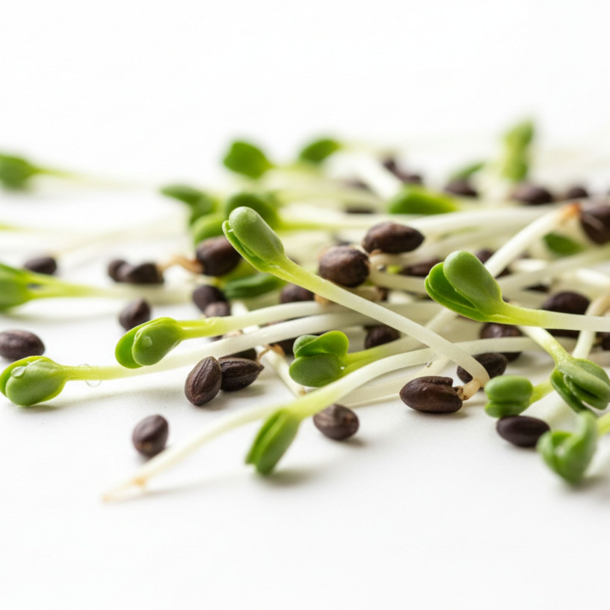 Broccoli sprouts for sprouting fresh broccoli sprouts in kitchen for gut health high fibre