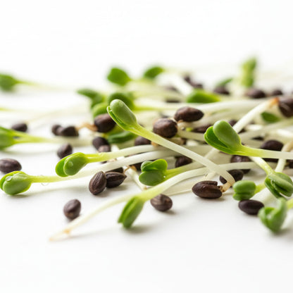Broccoli sprouts for sprouting fresh broccoli sprouts in kitchen for gut health high fibre