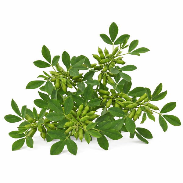 Guar bean plant - source of partially hydrolysed guar gum (PHGG)