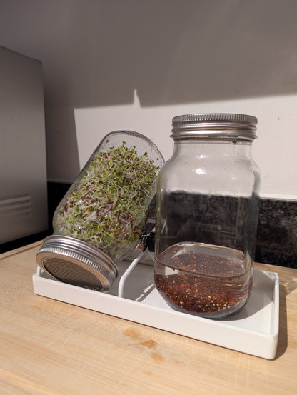 Sprouting seed jar set with sprouting broccoli seeds