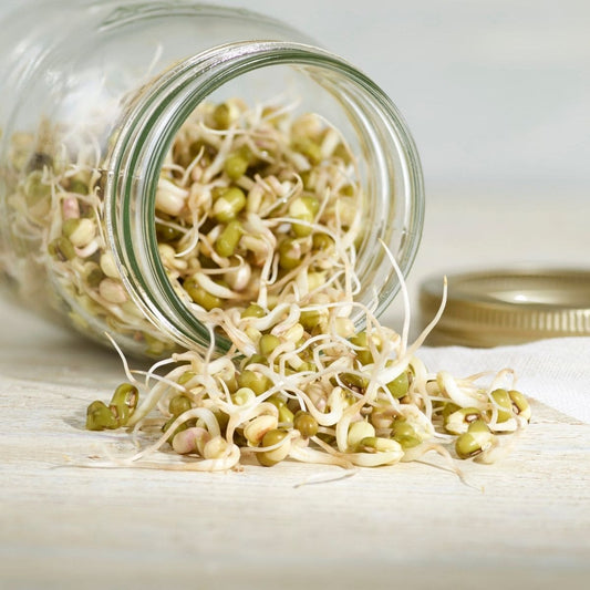 Sprouted mung beans spilling out a glass mason sprouting jar